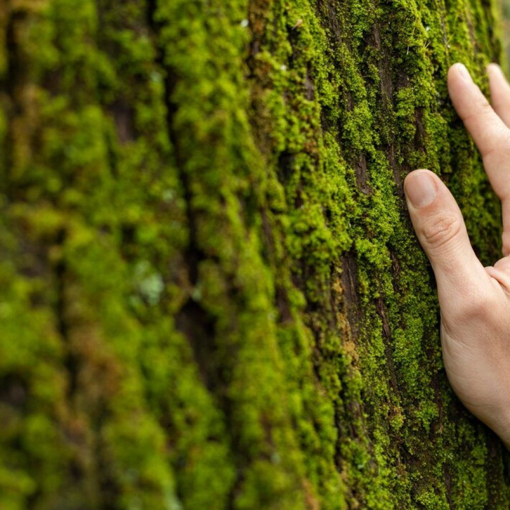 mano-tocando-musgo-arbol-cerrar_23-2148918909